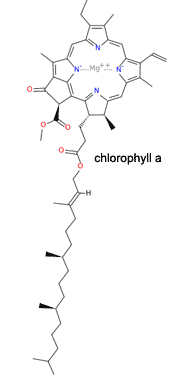 chlorophyll