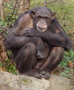 simpansi